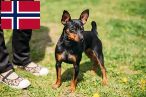 Read more about the article Dværgpinscher-opdrættere og hvalpe i Norge