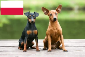 Read more about the article Dværgpinscher-opdrættere og hvalpe i Polen
