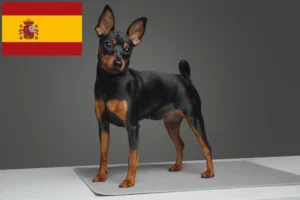 Read more about the article Dværgpinscher-opdrættere og hvalpe i Spanien