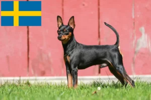 Read more about the article Dværgpinscher-opdrættere og hvalpe i Sverige