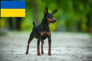 Read more about the article Miniature Pinscher opdrættere og hvalpe i Ukraine