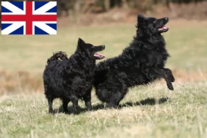 Read more about the article Mudi opdrættere og hvalpe i Storbritannien