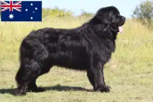 Read more about the article Newfoundland-opdrættere og hvalpe i Australien