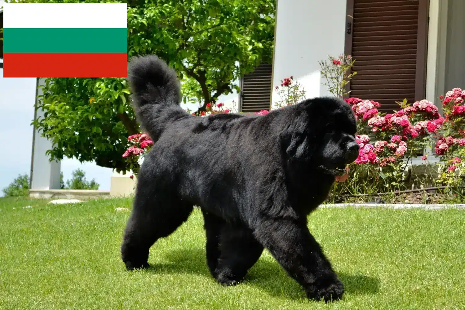 Newfoundland-hvalpe og opdrættere Bulgarien Her kan du finde Newfoundland-opdrættere i Bulgarien.