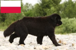 Read more about the article Newfoundland-opdrættere og hvalpe i Polen
