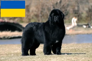 Read more about the article Newfoundland-opdrættere og hvalpe i Ukraine