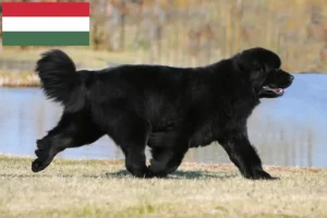 Read more about the article Newfoundland-opdrættere og hvalpe i Ungarn