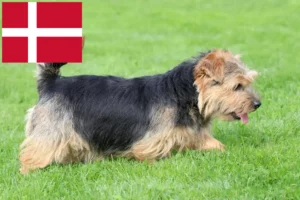 Read more about the article Norfolk Terrier opdrættere og hvalpe i Danmark