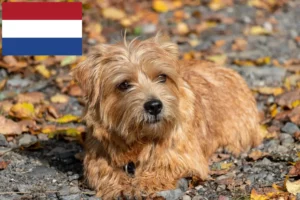 Read more about the article Norfolk Terrier opdrættere og hvalpe i Holland