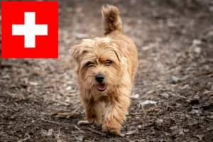 Read more about the article Norfolk Terrier opdrættere og hvalpe i Schweiz