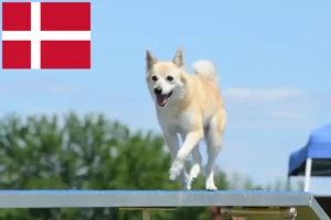 Read more about the article Norsk Buhund opdrætter og hvalpe i Danmark
