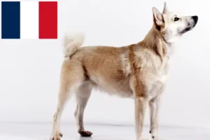 Read more about the article Norsk Buhund opdrætter og hvalpe i Frankrig