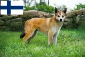 Read more about the article Norske lundehundeopdrættere og hvalpe i Finland
