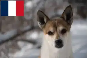Read more about the article Norske lundehundeopdrættere og hvalpe i Frankrig