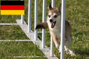 Read more about the article Norske lundehundeopdrættere og hvalpe i Tyskland