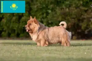 Read more about the article Norwich Terrier-opdrættere og hvalpe i Kasakhstan
