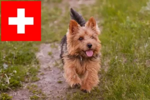 Read more about the article Norwich Terrier opdrættere og hvalpe i Schweiz