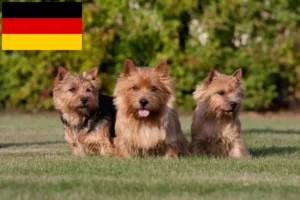 Read more about the article Norwich Terrier-opdrættere og hvalpe i Tyskland