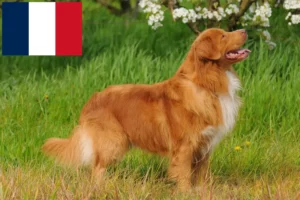 Read more about the article Nova Scotia Duck Tolling Retriever opdrættere og hvalpe i Frankrig