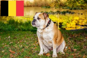 Read more about the article Opdrættere og hvalpe af Olde English Bulldog i Belgien