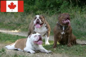 Read more about the article Opdrættere og hvalpe af Olde English Bulldog i Canada