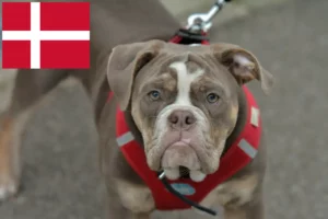 Read more about the article Olde English Bulldog opdrættere og hvalpe i Danmark