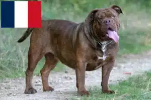 Read more about the article Opdrættere og hvalpe af Olde English Bulldog i Frankrig