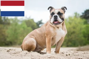 Read more about the article Olde English Bulldog opdrættere og hvalpe i Holland