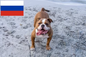 Read more about the article Opdrættere og hvalpe af Olde English Bulldog i Rusland