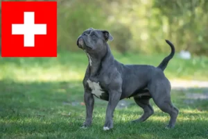 Read more about the article Olde English Bulldog opdrættere og hvalpe i Schweiz