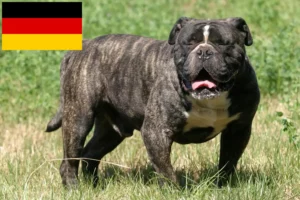 Read more about the article Opdrættere og hvalpe af Olde English Bulldog i Tyskland