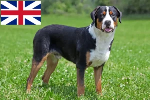 Read more about the article Opdrætter af Great Swiss Mountain Dog og hvalpe i Storbritannien