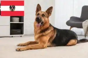 Read more about the article Hyrdehundeopdrættere og hvalpe i Østrig