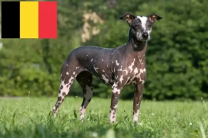 Read more about the article Peruviansk hårløs hundeopdrætter og hvalpe i Belgien