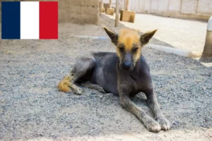 Read more about the article Peruviansk hårløs hundeopdrætter og hvalpe i Frankrig