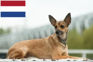 Read more about the article Peruviansk hårløs hundeopdrætter og hvalpe i Holland