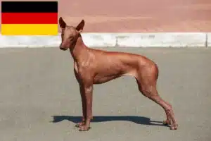 Read more about the article Peruviansk hårløs hundeopdrætter og hvalpe i Tyskland