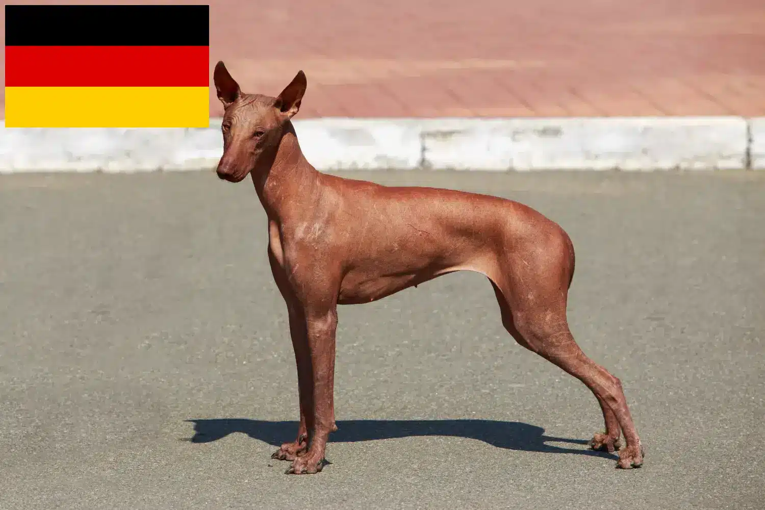 Read more about the article Peruviansk hårløs hundeopdrætter og hvalpe i Tyskland