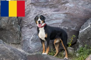 Read more about the article Opdrætter af Great Swiss Mountain Dog og hvalpe i Rumænien