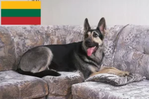 Read more about the article Østeuropæisk hyrdehundeopdrætter og hvalpe i Litauen