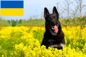 Read more about the article Østeuropæisk hyrdehundeopdrætter og hvalpe i Ukraine