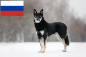 Read more about the article Østeuropæisk hyrdehundeopdrætter og hvalpe i Rusland