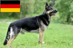 Read more about the article Østeuropæisk hyrdehundeopdrætter og hvalpe i Tyskland
