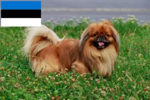 Read more about the article Pekingese-opdrættere og hvalpe i Estland