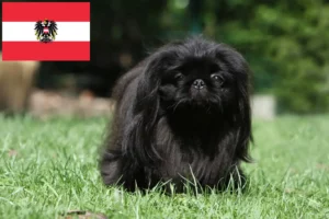 Read more about the article Pekingese-opdrættere og hvalpe i Østrig