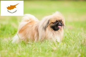 Read more about the article Pekingese-opdrættere og hvalpe på Cypern