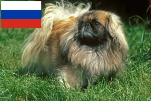 Read more about the article Pekingese-opdrættere og hvalpe i Rusland