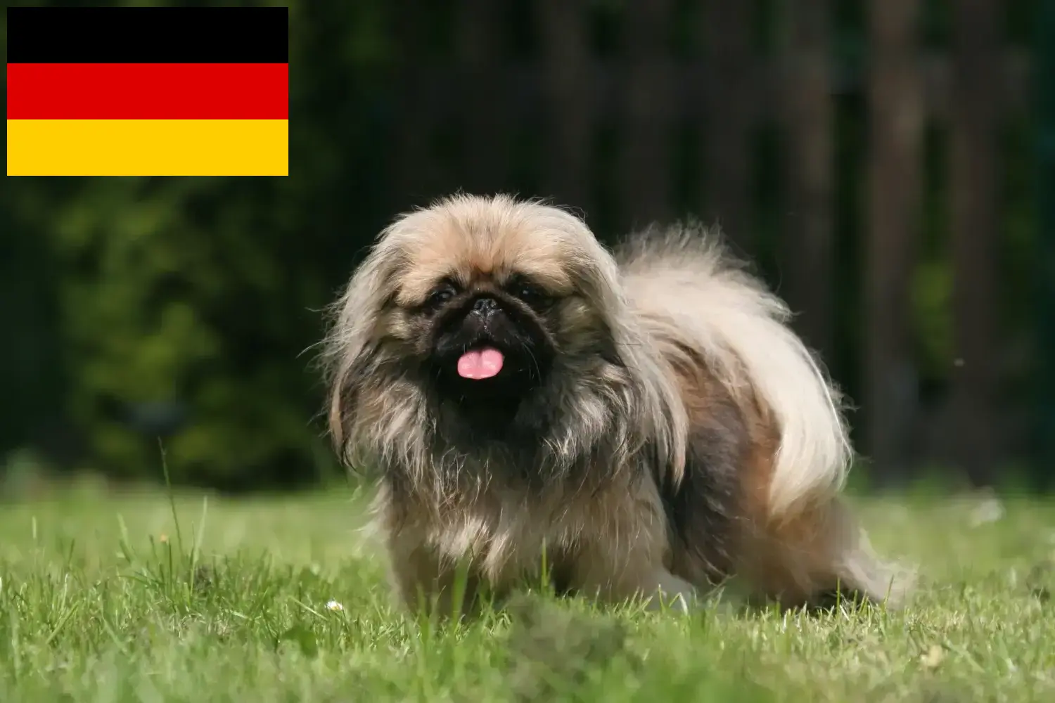 Pekingese hvalpe og opdrættere Tyskland Her kan du finde pekingeseropdrættere i Tyskland.