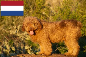 Read more about the article Perro de Agua Español opdrættere og hvalpe i Holland