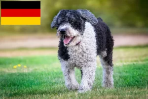 Read more about the article Perro de Agua Español opdrættere og hvalpe i Tyskland